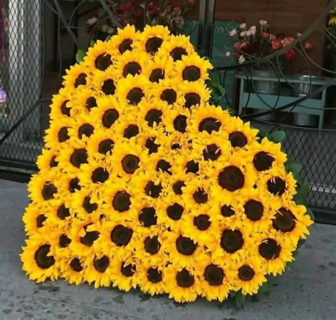 Golden Heart Royale – XXL 100 Sunflower Heart Box (Super Premium Luxury)